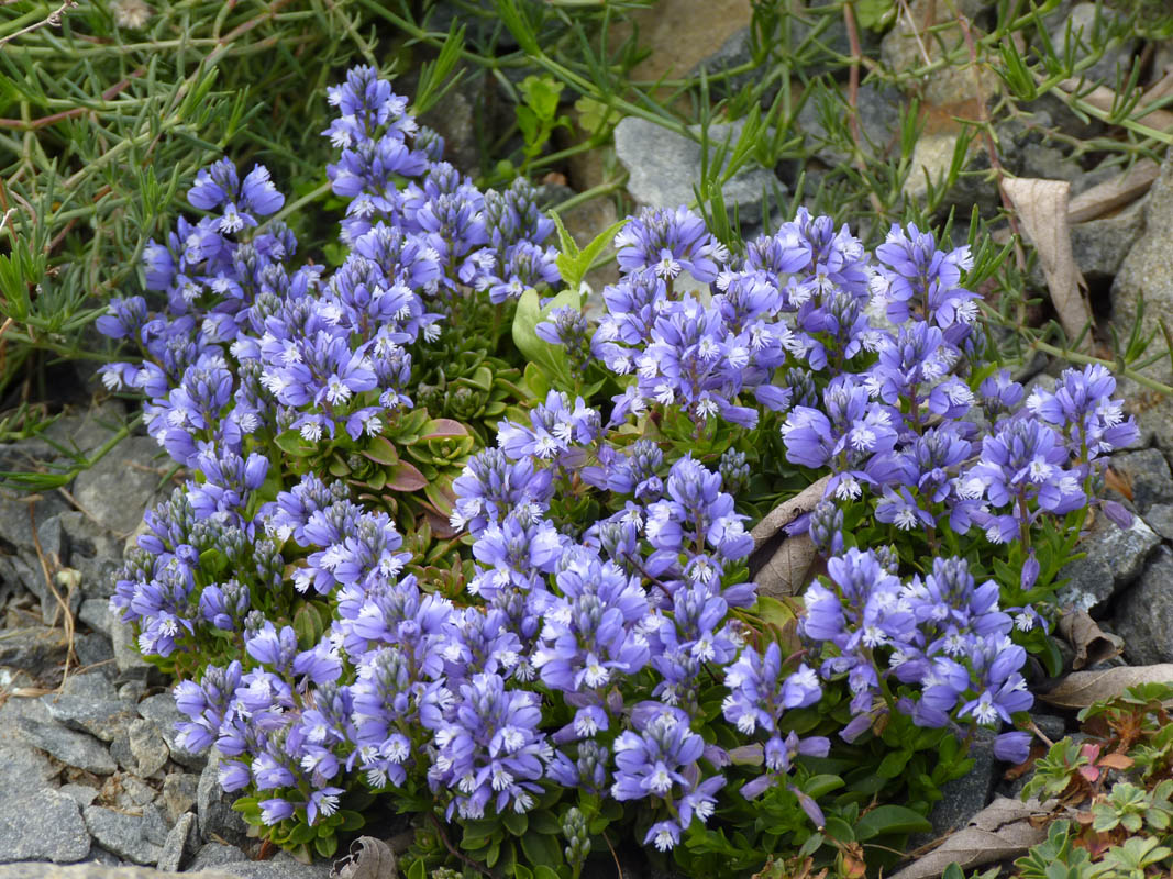 Polygala calcarea 'Lillet' photo
